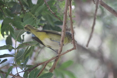 Vireo flavoviridis