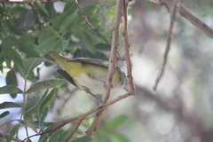 Vireo flavoviridis