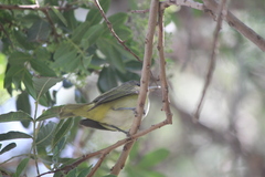 Vireo flavoviridis