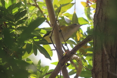 Vireo flavoviridis