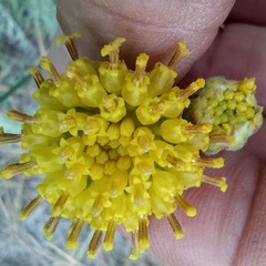 Hymenopappus filifolius lugens