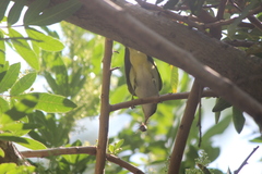 Vireo flavoviridis