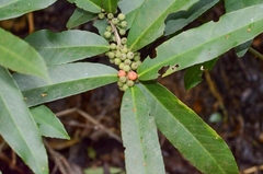 Ilex cinerea