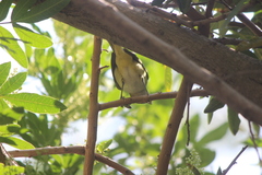 Vireo flavoviridis
