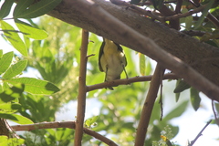 Vireo flavoviridis