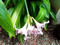 Hippeastrum reticulatum striatifolium
