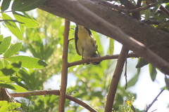 Vireo flavoviridis