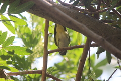 Vireo flavoviridis