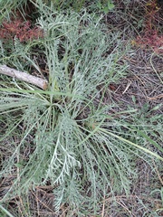 Hymenopappus filifolius lugens
