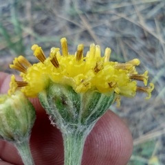 Hymenopappus filifolius lugens