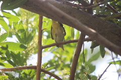 Vireo flavoviridis
