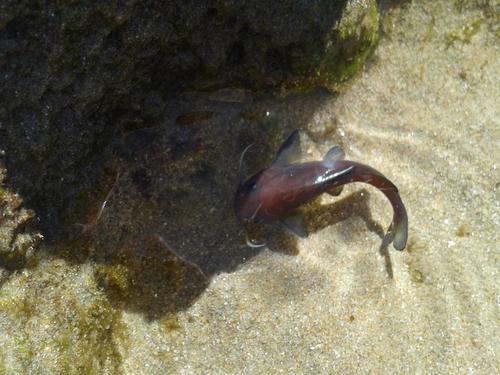 Black sea catfish (Galeichthys ater) — Ariidae