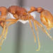 Pogonomyrmex magnacanthus - Photo (c) California Academy of Sciences, 2000-2010, some rights reserved (CC BY-NC-SA)