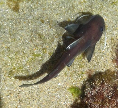 Black sea catfish (Galeichthys ater) — Ariidae — 4