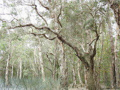 Melaleuca linariifolia