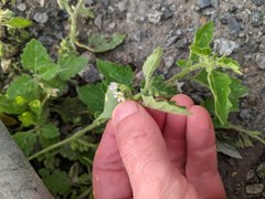 Solanum nitidibaccatum