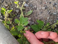 Solanum nitidibaccatum