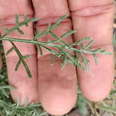 Hymenopappus filifolius lugens