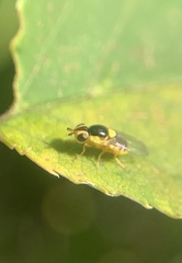 Thaumatomyia grata