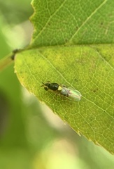 Thaumatomyia grata