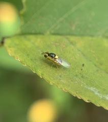 Thaumatomyia grata