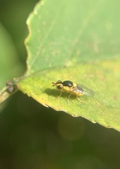 Thaumatomyia grata