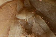 Smeringurus aridus