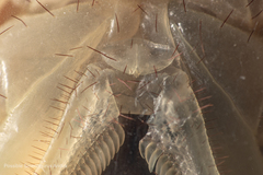 Smeringurus aridus