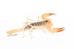 Smeringurus aridus