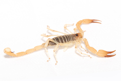 Smeringurus aridus