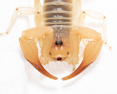 Smeringurus aridus