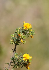 Pultenaea hispidula