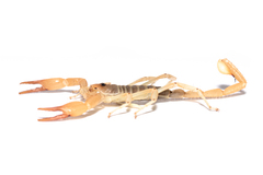 Smeringurus aridus