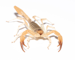Smeringurus aridus