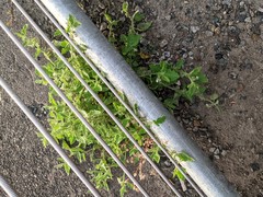 Solanum nitidibaccatum