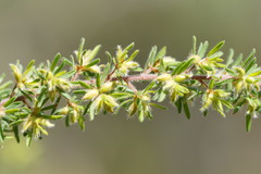 Pultenaea hispidula
