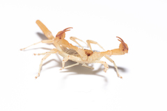 Smeringurus aridus