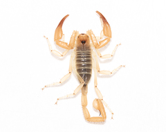 Smeringurus aridus
