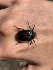 Ischnoscelis hoepfneri