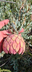 Protea sulphurea