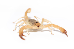 Smeringurus aridus