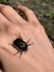 Ischnoscelis hoepfneri