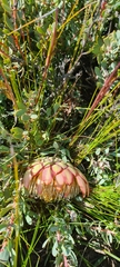 Protea sulphurea