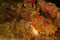 Scorpaena scrofa