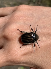 Ischnoscelis hoepfneri