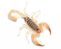 Smeringurus aridus