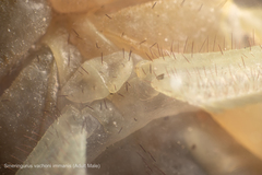 Smeringurus aridus