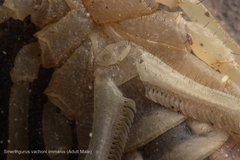 Smeringurus aridus