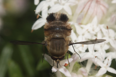 Meomyia sericans