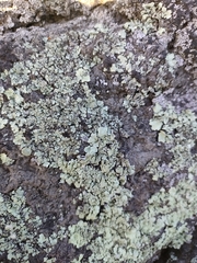 Flavoparmelia haysomii